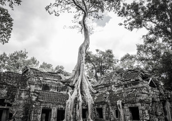 Ta Prohm temple
