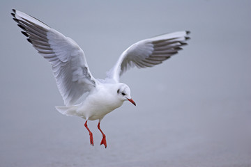 Möwe