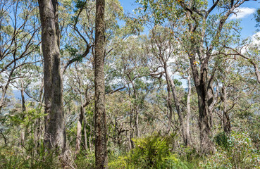 Fototapeta na wymiar Forest in Victoria, Australia
