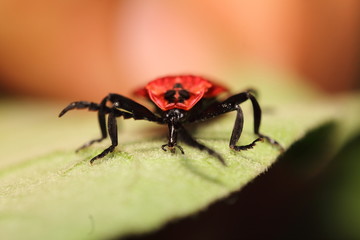 Small insects in the garden