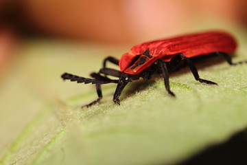 Small insects in the garden