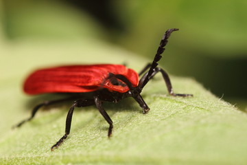 Small insects in the garden