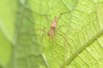 Small insects in the garden