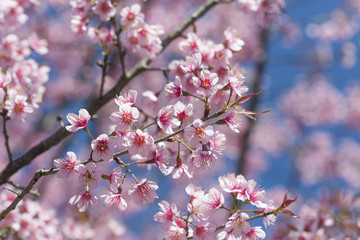 Cherry blossom, sakura flowers