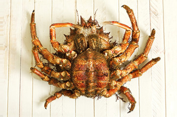 crab female fresh named  european spider  with  wooden background,  maja squinado