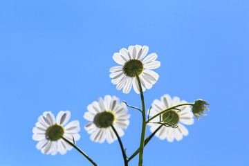 nthemis tinctoria Wargrave , againt sun.