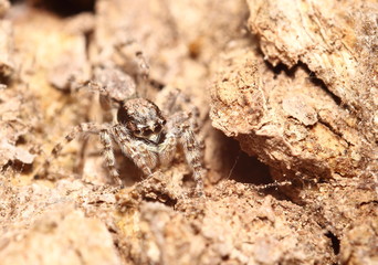 Jump spider in Thailand forest