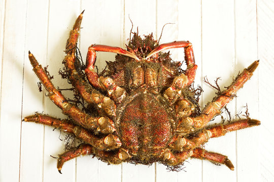 crab female fresh named  european spider  with  wooden background ,  maja squinado