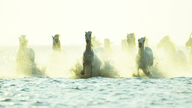 France Camargue animal horse wildlife running sunrise cowboy 