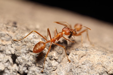Red ant on tree
