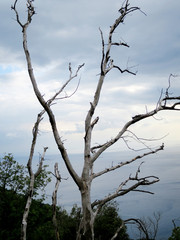 Blick aufC orniglia am Küstenstreifen Cinque Terre
