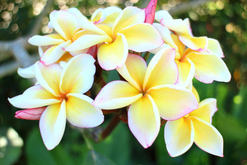 Fototapeta na wymiar Thai temple flower