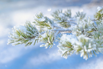 Frosty snow covered spruce twig during winter