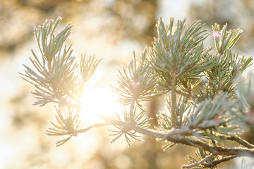 Sunlight thru spruce branch covered in frost during a cold winte