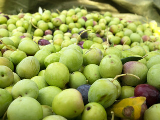 Many green olive on ground