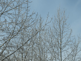 Кроны тополей зимой