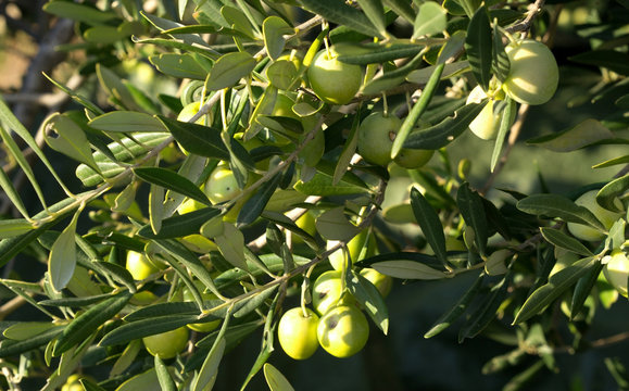 Olive fruits on tree