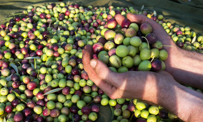 Man holding picked olives in hand
