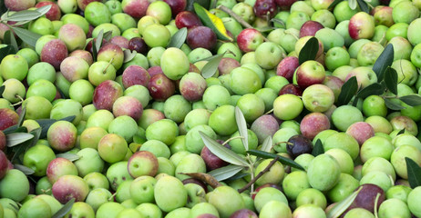 Organic olives ready for processing