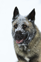Shepherd with a snow