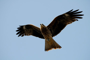 鳶