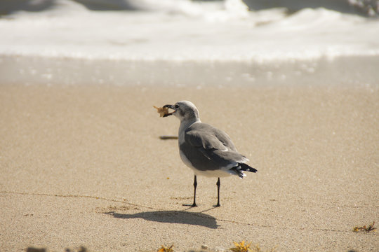 Seagull at the beach in Miami