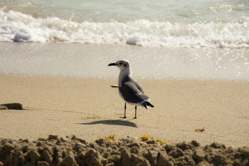 Seagull at the beach in Miami