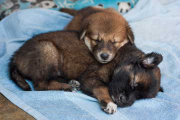 Two puppies sleeping together happily, Thailand dog.
