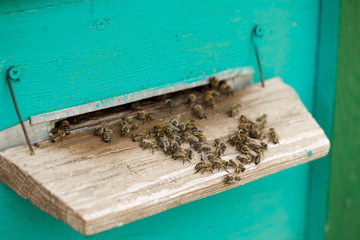 Honey bees swarming and flying around their beehive