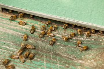 Swarming honey bees at the entrance beehive. Soft focus.