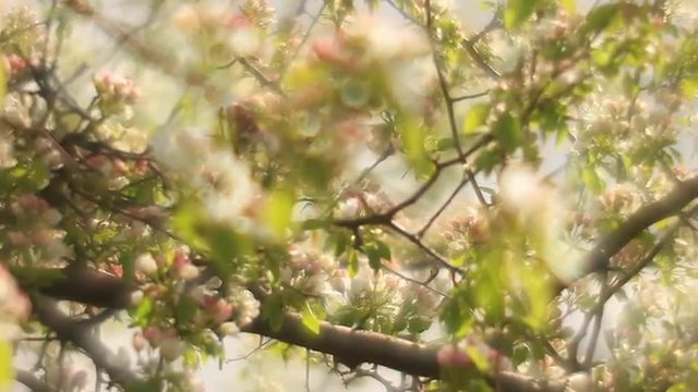 Adorable pear branch with pink and white blossom and trembling green leaves on soft mist background in fairy tale style for dreamlike mood. Fantasy view of lyric nature in amazing full HD footage.
