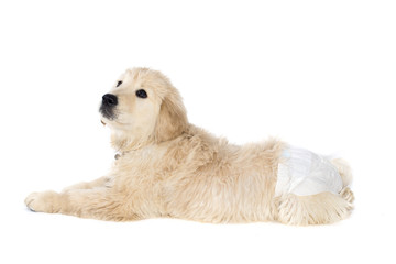 Golden retriever puppy in dog diapers looks down. Isolated on white.