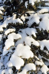 Winter fir tree covered with fresh snow