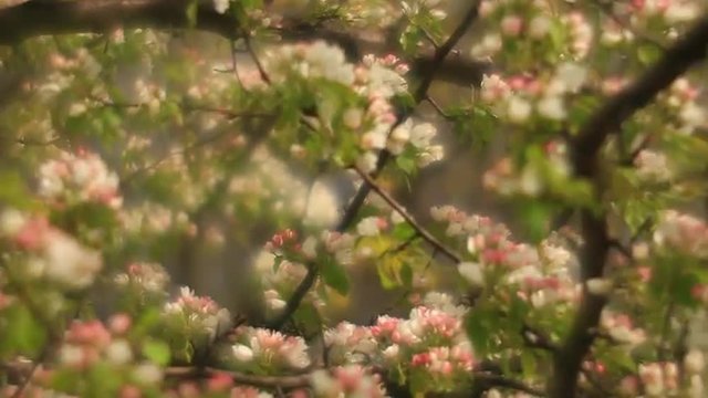 Adorable pear branches with pink and white blossom and trembling green leaves on  misty background in fairy tale style for dreamlike mood. Fantasy view of lyric nature in amazing full HD clip.
