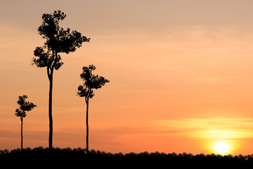 Tree silhouette Sunset background
