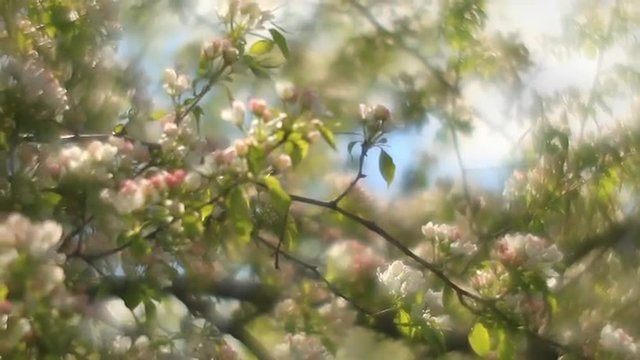 Adorable pear tree with sunlit pink and white blossom and green leaves, waving on white and blue foggy background in fairy tale style for dreamy mood. Fantasy view of lyric nature in amazing full HD.