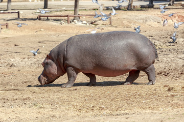 Walking hippopotamus