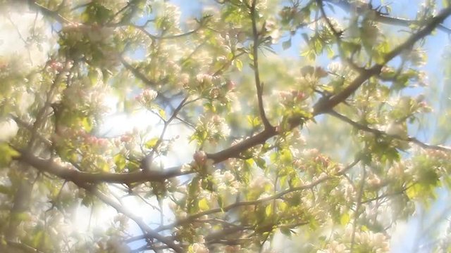 Fantasy pear branch with sunlit pink and white blossom and trembling green leaves on blue foggy background in fairy tale style for dreamlike mood. Adorable view of lyric nature in amazing full HD.