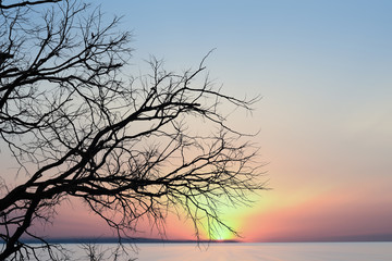 Fototapeta na wymiar Dead tree silhouette background sunset.
