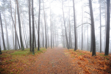 Mystischer Nebelwald mit Felsen