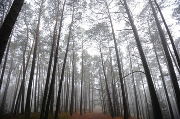 Mystischer Nebelwald mit Felsen