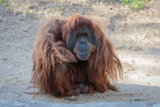 Cute orangutang