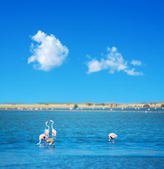 group of pink flamingos in Sardinia