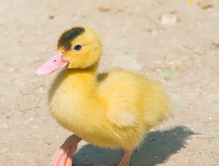 chick walking alone in the yard