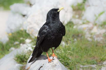 Obraz premium Close up face of Alpine Chough (Pyrrhocorax graculus) at Untersberg mountain , Salzburg Austria