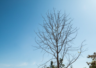 Fototapeta na wymiar tree texture with blue sky