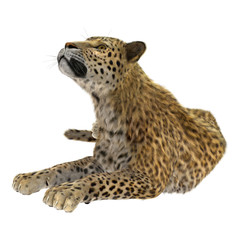 Big Cat Leopard