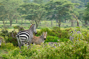 Wildlife Zebra in Africa