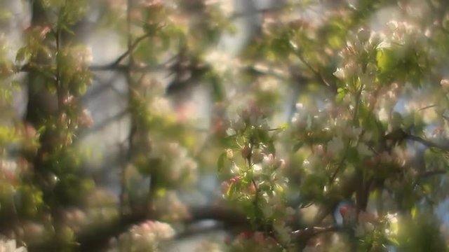 Fantasy pear twig with sunlit pink and white blossom and green leaves, trembling on foggy background in fairy tale style for dreamlike mood. Adorable view of lyric nature in amazing full HD clip.
