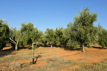 Olivares de regad&iacute;o, Andaluc&iacute;a, Espa&ntilde;a